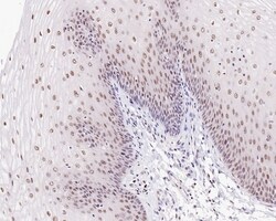 Invitrogen UBA3 Recombinant Mouse Monoclonal Antibody (1B5-2-3-R) 100 &mu;L;