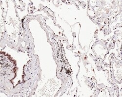 Invitrogen UBA3 Recombinant Mouse Monoclonal Antibody (1B5-2-3-R) 100 &mu;L;