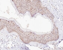 Invitrogen UBA3 Recombinant Mouse Monoclonal Antibody (1B5-2-3-R) 100 &mu;L;