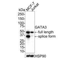 Invitrogen GATA3 Recombinant Mouse Monoclonal Antibody (PD00-41) 100 &mu;L | Buy Online | Invitrogen&trade; | Fisher Scientific