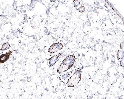 MCM6 Recombinant Rabbit Monoclonal Antibody (JE65-68), Invitrogen 100 &mu;L;