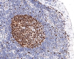 MCM6 Recombinant Rabbit Monoclonal Antibody (JE65-68), Invitrogen 100 &mu;L;