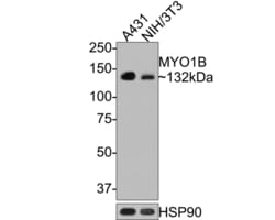 Invitrogen MYO1B Recombinant Rabbit Monoclonal Antibody (JE65-01) 100 &mu;L;