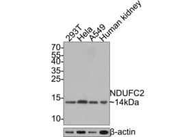 Invitrogen NDUFC2 Recombinant Rabbit Monoclonal Antibody (JE65-31) 100