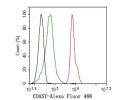 Invitrogen CoA Synthase Recombinant Rabbit Monoclonal Antibody (JE58-56)