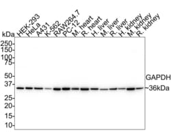 Invitrogen GAPDH Recombinant Rabbit Monoclonal Antibody (PD00-07) 100 &mu;L | Buy Online | Invitrogen&trade; | Fisher Scientific