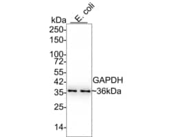 Invitrogen GAPDH Recombinant Rabbit Monoclonal Antibody (PD00-07) 100 &mu;L | Buy Online | Invitrogen&trade; | Fisher Scientific