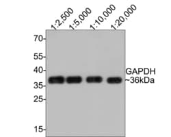 Invitrogen GAPDH Recombinant Rabbit Monoclonal Antibody (PD00-07) 100 &mu;L | Buy Online | Invitrogen&trade; | Fisher Scientific