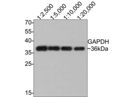 Invitrogen GAPDH Recombinant Rabbit Monoclonal Antibody (PD00-07) 100 &mu;L | Buy Online | Invitrogen&trade; | Fisher Scientific