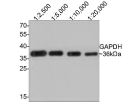 Invitrogen GAPDH Recombinant Rabbit Monoclonal Antibody (PD00-07) 100 &mu;L | Buy Online | Invitrogen&trade; | Fisher Scientific