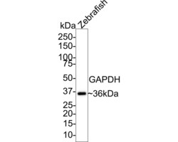 Invitrogen GAPDH Recombinant Rabbit Monoclonal Antibody (PD00-07) 100 &mu;L | Buy Online | Invitrogen&trade; | Fisher Scientific