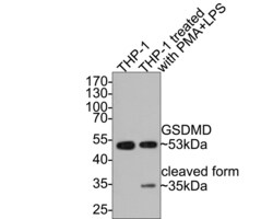Invitrogen GSDMD Recombinant Rabbit Monoclonal Antibody (PD00-18) 100 &mu;L;
