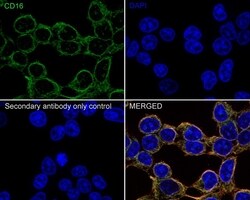 Invitrogen CD16 Recombinant Rabbit Monoclonal Antibody (PD00-12) 100 &mu;L;