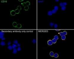 Invitrogen CD16 Recombinant Rabbit Monoclonal Antibody (PD00-12) 100 &mu;L;