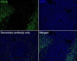 Invitrogen CD16 Recombinant Rabbit Monoclonal Antibody (PD00-12) 100 &mu;L;