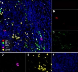 Invitrogen c-Kit Recombinant Rabbit Monoclonal Antibody (PD00-24) 100 &mu;L;