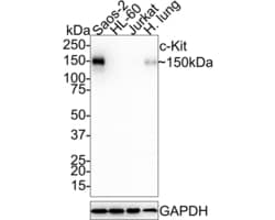 Invitrogen c-Kit Recombinant Rabbit Monoclonal Antibody (PD00-24) 100 &mu;L;