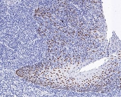 Invitrogen SOX2 Recombinant Rabbit Monoclonal Antibody (PO00-28) 100 &mu;L;
