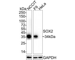 Invitrogen SOX2 Recombinant Rabbit Monoclonal Antibody (PO00-28) 100 &mu;L;