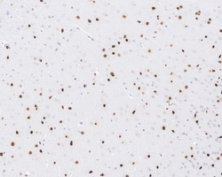 Invitrogen SOX2 Recombinant Rabbit Monoclonal Antibody (PO00-28) 100 &mu;L;