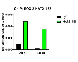Invitrogen SOX2 Recombinant Rabbit Monoclonal Antibody (PO00-28) 100 &mu;L;