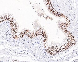 Invitrogen SOX2 Recombinant Rabbit Monoclonal Antibody (PO00-28) 100 &mu;L;