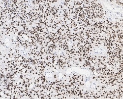 Invitrogen SOX2 Recombinant Rabbit Monoclonal Antibody (PO00-28) 100 &mu;L;