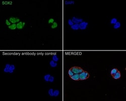 Invitrogen SOX2 Recombinant Rabbit Monoclonal Antibody (PO00-28) 100 &mu;L;