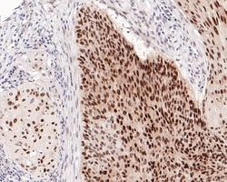 Invitrogen SOX2 Recombinant Rabbit Monoclonal Antibody (PO00-28) 100 &mu;L;