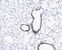 Invitrogen SOX2 Recombinant Rabbit Monoclonal Antibody (PO00-28) 100 &mu;L;