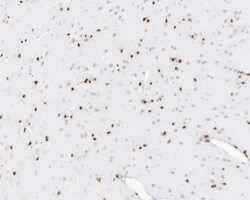 Invitrogen SOX2 Recombinant Rabbit Monoclonal Antibody (PO00-28) 100 &mu;L;