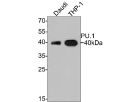 Invitrogen PU.1 Recombinant Rabbit Monoclonal Antibody (PD00-14) 100 &mu;L | Buy Online | Invitrogen&trade; | Fisher Scientific