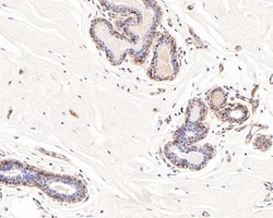 Invitrogen DOG-1 Recombinant Rabbit Monoclonal Antibody (PO00-27) 100 &mu;L;
