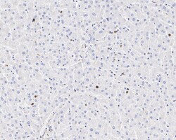 Invitrogen Stathmin 1 Recombinant Rabbit Monoclonal Antibody (PD00-54)