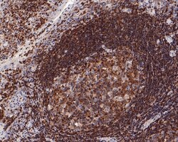Invitrogen CSF1R Recombinant Rabbit Monoclonal Antibody (PD00-45) 100 &mu;L;