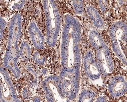 Invitrogen CSF1R Recombinant Rabbit Monoclonal Antibody (PD00-45) 100 &mu;L;