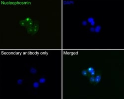 Invitrogen NPM1 Recombinant Rabbit Monoclonal Antibody (PD00-91) 100 &mu;L;