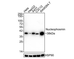 Invitrogen NPM1 Recombinant Rabbit Monoclonal Antibody (PD00-91) 100 &mu;L;