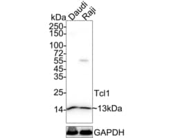 Invitrogen TCL1A Recombinant Rabbit Monoclonal Antibody (PD00-94) 100 &mu;L;