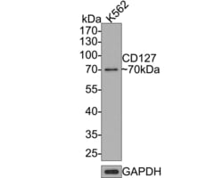 Invitrogen CD127 Recombinant Rabbit Monoclonal Antibody (JE37-10) 100 &mu;L;