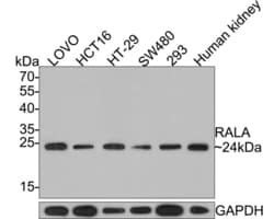 Invitrogen RALA Recombinant Rabbit Monoclonal Antibody (JE54-12) 100 &mu;L;