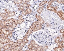 Invitrogen NAPSA Recombinant Rabbit Monoclonal Antibody (PD01-30) 100 &mu;L;