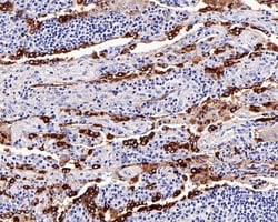Invitrogen NAPSA Recombinant Rabbit Monoclonal Antibody (PD01-30) 100 &mu;L;
