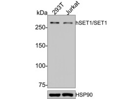 Invitrogen SETD1A Recombinant Rabbit Monoclonal Antibody (PH00-01) 100