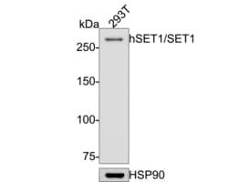 Invitrogen SETD1A Recombinant Rabbit Monoclonal Antibody (PH00-02) 100