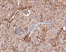 Invitrogen UBE1L Recombinant Rabbit Monoclonal Antibody (JE50-55) 100 &mu;L;