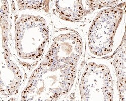 Invitrogen UBE1L Recombinant Rabbit Monoclonal Antibody (JE50-55) 100 &mu;L;
