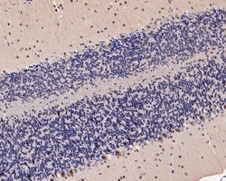 Invitrogen UBE1L Recombinant Rabbit Monoclonal Antibody (JE50-55) 100 &mu;L;