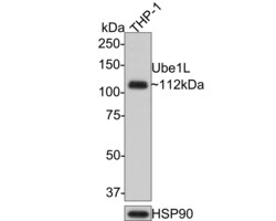 Invitrogen UBE1L Recombinant Rabbit Monoclonal Antibody (JE50-55) 100 &mu;L;