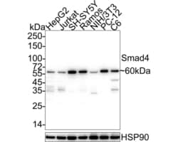 Invitrogen SMAD4 Recombinant Rabbit Monoclonal Antibody (PD01-37) 100 &mu;L;